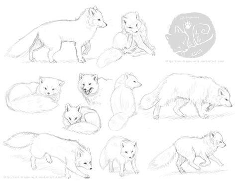 Red fox anatomy study sketches Download for full size I don't normally post my anatomy studies, but I figured this would help others as well :3 these doodles belong to mwah. please do not steal mmk 8) Arctic Fox Illustration, Arctic Fox Tattoo, Arctic Fox Drawing, Fox Doodles, Fox Anatomy, Fox Reference, Arctic Fox Art, Fox Drawing Easy, Study Sketches