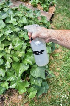 Natural Garden Pest Control Spray Easy DIY Garden Ideas Diy, Homemade Bug Spray, Sweet Potato Plant, Organic Insecticide, Insect Spray, Organic Pesticide, Diy Pest Control, Vertical Vegetable Garden, Garden Bugs