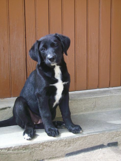 Labernese puppy Lab Mix Puppies, Puppies And Kitties, Guard Dogs, Cute Dogs And Puppies, Puppy Pictures, Cute Cats And Dogs, Labradoodle, Animal Planet, Crazy Cats