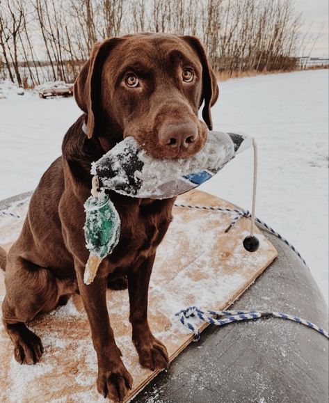 Chocolate Lab Hunting Dog, Chocolate Lab Hunting, Hunting Dog Aesthetic, Hunting Puppies, Labs Hunting, Country Dogs, Duck Hunting Dogs, Country Dog, Duck Dog