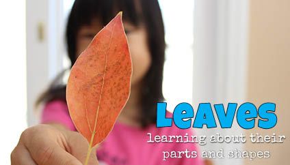 Activities and printable resources to help kids learn about leaf parts and leaf shapes. Leaf Parts, Weather Science, Fall Lessons, Learning Tips, Autumn Activities For Kids, Fall Preschool, Science Activities For Kids, Kindergarten Science, Real Leaves