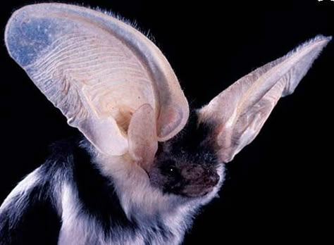 Spotted Bat - Biggest Bat Ears in the Americas | Animal Pictures ... Bumblebee Bat, Frickin Bats, Bat Photos, Cute Bats, Bat Species, Baby Bats, Interesting Animals, Cute Bat, Cool Animals