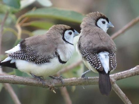 Double Barred Finches Bird Craft, Finches Bird, Bird Tattoos, Bird Aviary, Creature Artwork, Bird Crafts, Australian Birds, Sparrows, Nature Birds