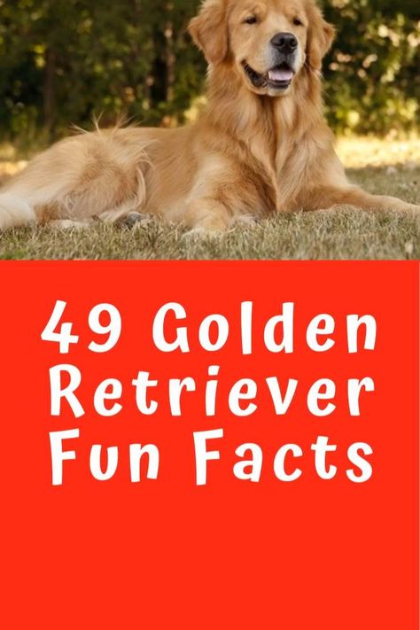 Types Of Golden Retrievers, Dog Training Obedience Puppies, Golden Retriever Puppy Training, Golden Retriever Facts, Female Golden Retriever, Golden Retriever Training, Therapy Dog Training, Golden Retriever Funny, Dog Advice