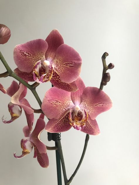 Pink Orchids Centerpiece, New Year New Hair, Orchid Centerpieces, Vintage Flowers Wallpaper, Moth Orchid, Nothing But Flowers, Phalaenopsis Orchid, Pink Orchids, Flower Therapy