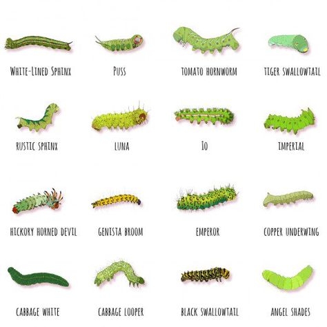 Each of these 16 caterpillars will develop into a moth or butterfly of the same name. Caterpillar Species, Types Of Caterpillars, Green Caterpillar, Insect Identification, Raising Butterflies, Butterfly Garden Plants, Butterfly Habitat, Garden Bugs, Garden Insects