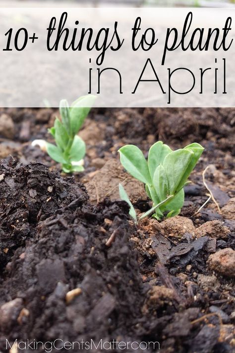 A list of 10+ things I'm able to plant in our Zone 5 garden in April. Flowers To Plant In April, What To Plant In April, Zone 5 Garden, April Gardening, Veggie Patch, Zone 5, Wildflower Garden, Garden Pests, Garden Tips