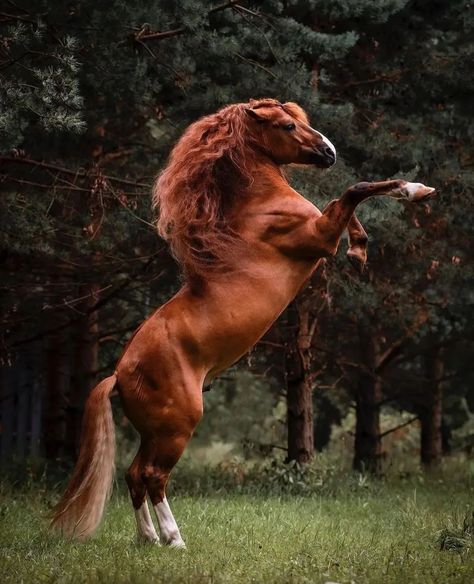 Wild Horse Rearing, Horse Rearing, Beautiful Horses Photography, Show Jumping Horses, Horse Trials, Horse Anatomy, Mustang Horse, Types Of Horses, Andalusian Horse