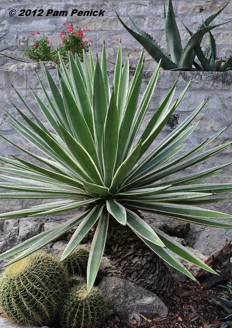 Spiky Plants, Yucca Gloriosa, Yucca Filamentosa, White Flowering Plants, Flowers Australia, Low Water Plants, Broadleaf Evergreen, Yucca Plant, Arizona Landscape