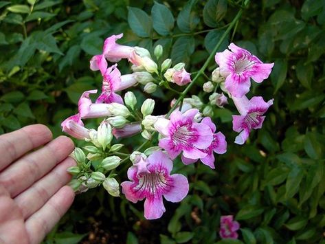 Pink Trumpet Vine blooms in the fall with  flared trumpet-shaped flowers. This featured Plant of the Month thrives in arid climates and is a great choice to add seasonal color to your landscape. #SonoranDesert #Arizona #conservation#savetheplanet #plant #water #xeriscape #landscape #outdoor #diy #lovegreen #cacti#cactus #exteriordesign #landscapedesign #desert #waterwise #sustainability #education#conserve #backyard #succulents #world #nature #xeriscape #desertplants #savewater #watersmart Pergola Pictures, Making Plant Pots, Drought Tolerant Garden, Trumpet Vine, Garden Vines, Desert Garden, How To Attract Hummingbirds, Fall Plants, Cool Landscapes