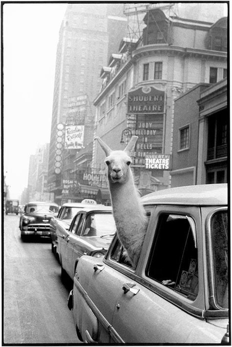 Inge Morath, Edward Steichen, Photo Polaroid, Freddy Mercury, Fotografi Vintage, Alfred Stieglitz, Henri Cartier Bresson, Alberto Giacometti, Photo Store