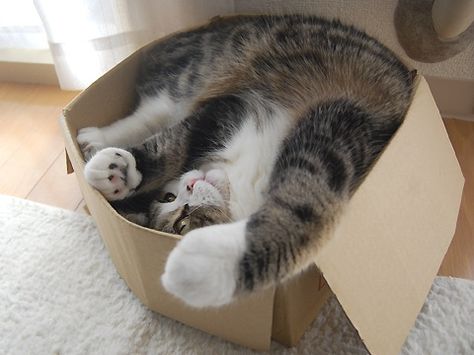 Maru the world famous Japanese cat loves to attack boxes. Internet Cats, Cute Cats Photos, Cat Box, Silly Cats, Cats Meow, On The Floor, Cat Gif, Cat Photo, Cardboard Box