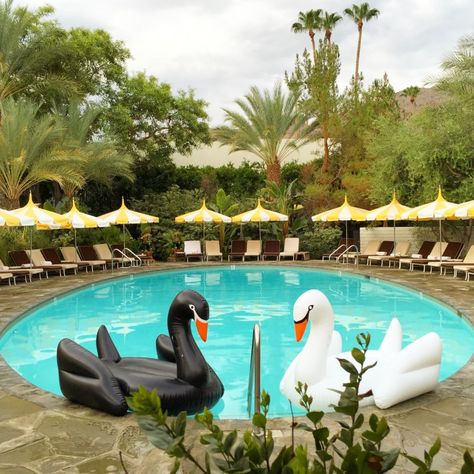 Black And White Pool Party, Swan Pool Party, Rihanna Rocky, Luxury Pool Floats, Bachelorette Pool, Swan Float, Snow Sleds, Wedding Pool Party, Flamingo Float