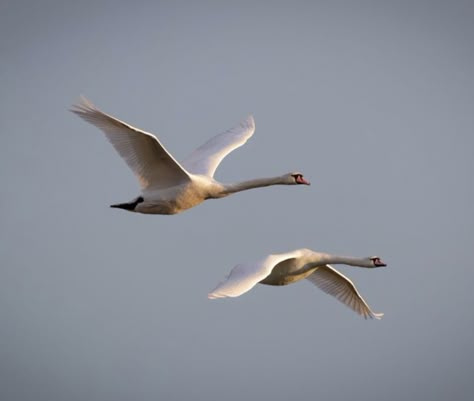 Flying Swan Tattoo, Swan Flying, Swans Flying, Flying Swan, Swan Drawing, Map Illustrations, Swan Photography, Swan Tattoo, Seven Swans