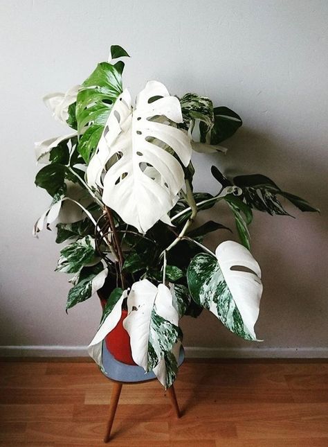 Variegated split leaf philodendron Pinterest Plant, Split Leaf Philodendron, Plants Monstera, Plant Goals, Philodendron Plant, Trendy Plants, Best Indoor Plants, Decoration Plante, Variegated Plants