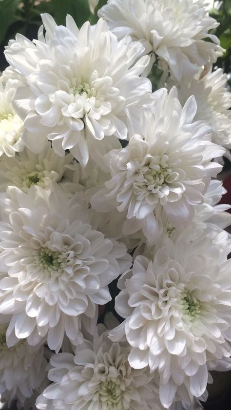 White Chrysanthemum Flower Aesthetic, White Aster, Chrysanthemum Wedding, Samsung Pink, Flowers Autumn, White Chrysanthemum, Chrysanthemum Flower, Fall Color Palette, Flower Therapy