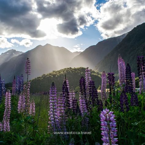 Exoticca US on Instagram: “Cross New Zeland off your bucket list this year! December to February is the best time to go as it is their summer and the weather is…” Cloud Sunset, High Country Gardens, Lupine Flowers, Milford Sound, Flower Meanings, Wallpaper Photo, Natural Art, Prayer Warrior, Brain Waves