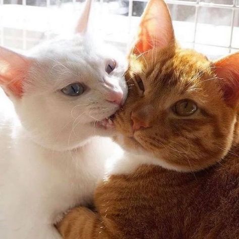 10 Pictures Of Extremely Lovey-Dovey Cats That Will Melt Your Heart Söpö Kissa, Two Cats, Haiwan Peliharaan, Cat Aesthetic, صور مضحكة, Cute Kittens, Pretty Cats, Beautiful Cats, Baby Cats