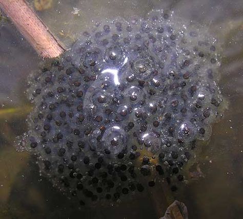 bullfrog eggs - Google Search Frog Cycle, Frog Egg, Frog Eggs, Frog Theme, Classroom Videos, Kindergarten Fun, Writing Challenge, Make You Cry, Classroom Themes