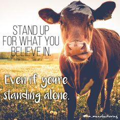 Always stand up for what you believe in. #inspiration #farmlife #agriculture #quote #cow #quoteoftheday Agriculture Quotes, Farm Life Quotes, Farmer Quotes, Livestock Quotes, Cow Quotes, Farm Quotes, Animals Quotes, Inspirational Horse Quotes, Cowboy Quotes