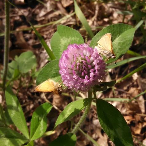 Clover Plant, Spruce Tips, Clover Honey, Wild Foraging, Preserving Foods, Marmalade Recipe, Edible Wild Plants, Food Medicine, Honey Recipes