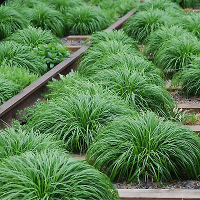 Carex oshimensis 'Irish Green' Ornamental Grass 2L | eBay Carex Grasses, Carex Grass, Carex Oshimensis, Yard Plants, Ornamental Grass, Plant Seedlings, Winter Plants, Patio Plants, Planting Bulbs