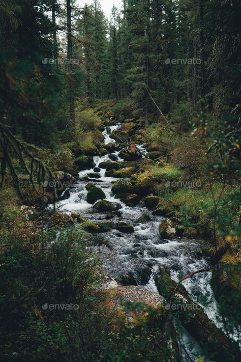 Taiga Biome Aesthetic, Scottish Forest Aesthetic, Stream In The Woods, Stream In The Forest, Taiga Forest Aesthetic, Taiga Aesthetic, Forest Aethstetic, Forest Asethic, Taiga Landscape