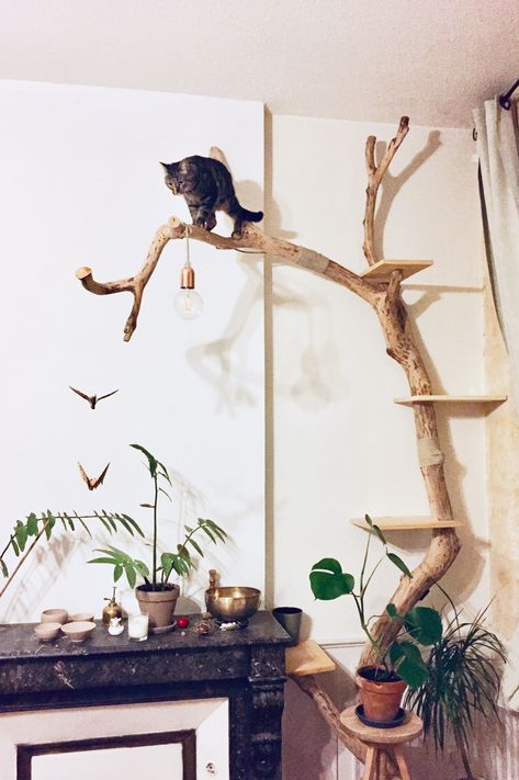 Eclectic Cat Tree, Diy Catification Ideas, Real Branch Cat Tree, Tree Branch Cat Tree, Cat Tree Branch Diy, Drift Wood Cat Tree, Cat Tree On Wall, Cat Tree Wall Diy, Diy Cat Tree Real Branches