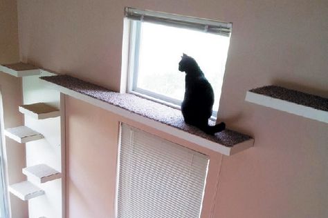 Here's How You Can Catify Your Home Windows Cat Perch Diy, Cat Walkway, Cat Climber, Cat Stairs, Cat Window Perch, Window Perch, Pet Beds Cat, Diy Cat Tree, Cat Proofing