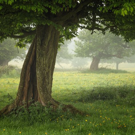 Background References, Pretty Photos, Anne Of Green Gables, Green Gables, Nature Aesthetic, Green Grass, Pretty Places, Green Aesthetic, Country Cottage