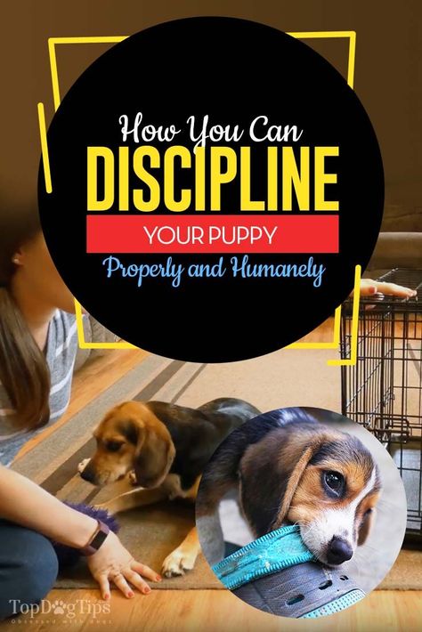 How to Discipline a Puppy Properly and Humanely [tips for effectiviness] House Training Puppies, Dog Minding, Dachshund Funny, Puppy House, Easiest Dogs To Train, Potty Training Puppy, Pack Leader, Best Puppies, Dog Training Techniques