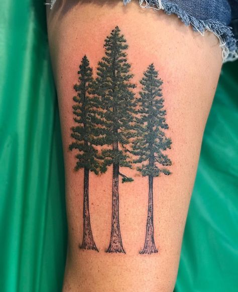 Pine tree tattoo  Ponderosa pine Loblolly Pine Trees Tattoo, Graphic Tattoo Ideas, Ponderosa Pine Tattoo, Tree Tattoo Wrist, Spruce Tree Tattoo, Redwood Tattoo, Moutain Tattoos, Tree Tattoo Ankle, Palm Tree Tattoo Ankle