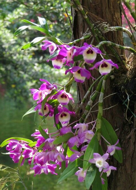 These gorgeous orchids in Hong Kong Park are growing on the tree trunk. Hong Kong Architecture, Amazing Plants, Beautiful Orchids, Forest Floor, Green House, Vibrant Flower, Flower Show, Flora And Fauna, The Philippines