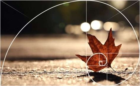 Golden Ratio Photography, Fibonacci Design, Rule Of Thirds Photography, Composition Illustration, Fibonacci Art, Maths In Nature, Shape Photography, Photography Rules, Manual Photography