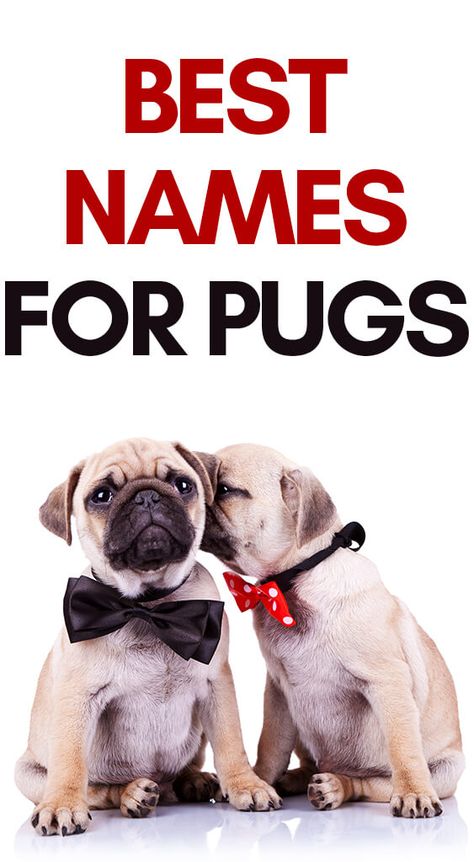 Girl Pug Names, Funny Dog Names, Cute Puppy Names, Dog Names Unique, Boy Dog Names, Pug Names, Best Names, Disney Names, Girl Dog Names