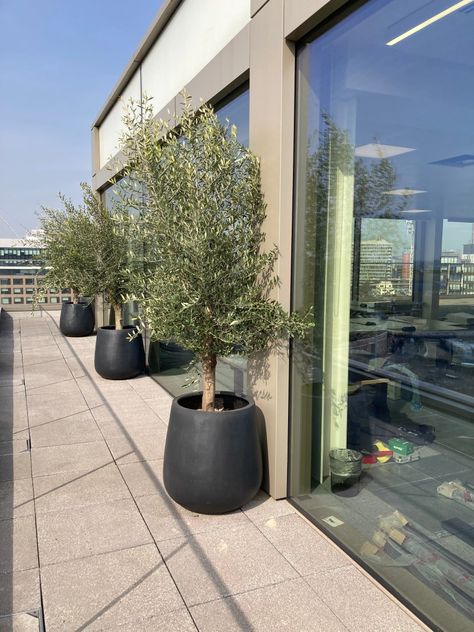 Olive Tree Balcony, Home Entrance Plants Outdoor, Olive Tree Outdoor Gardens, Outdoor Plant, Olive Tree Outdoor, Potted Olive Tree Outdoor, Olive Trees In Pots Outdoor, Olive Tree In Pot, Olive Trees In Pots