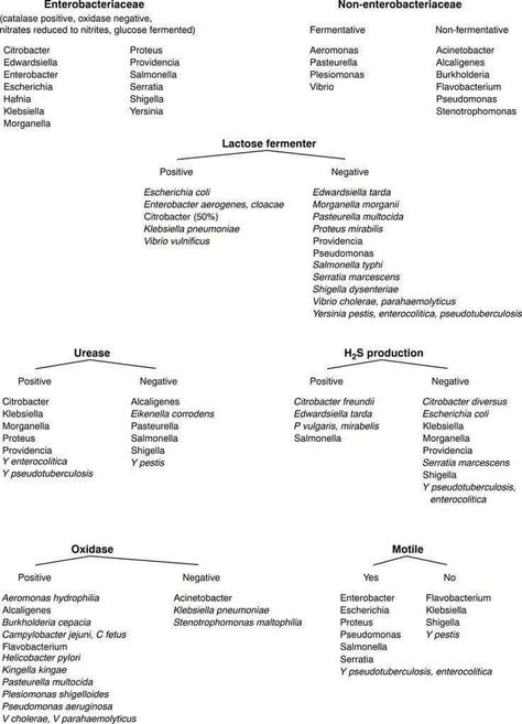 Medical Microbiology, Medical Laboratory Science Student, Microbiology Study, Medical Technologist, Medical Lab Technician, Lab Humor, Clinical Laboratory, Medical Laboratory Technician, Med Lab