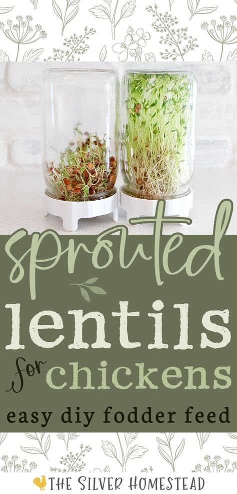 two quart mason jars with sprouting lids are shown full of short red lentil sprouts in one jar on the left and larger, taller brown lentil sprouts in the jar on the right with text that reads sprouted lentils for chickens & Coturnix quail Lentils For Chickens, Sprouting Lentils, Natural Chicken Feed, Chicken Feed Diy, Sprouted Lentils, Chicken Coop Building Plans, Chicken Coop Building, Chickens Farm, Farm Chickens