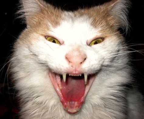 40 Scary and Funny Cat Pictures 1 Yawning Animals, Pedigree Cats, Cat Yawning, Creepy Cat, Scary Cat, Cat Hacks, Funny Ghost, Owning A Cat, Ghost Cat