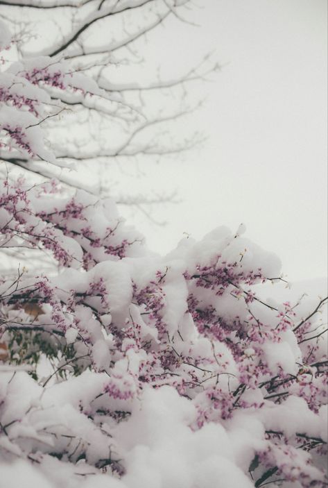 Snow Theme, Sakura Tree, Nothing But Flowers, Pretty Landscapes, Aesthetic Japan, Winter Wallpaper, Japanese Aesthetic, Taking Photos, Winter Pictures