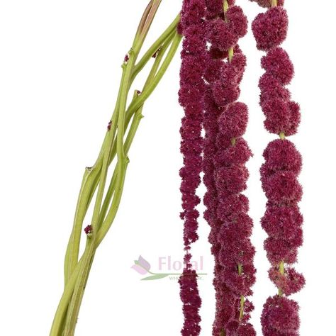 Amaranthus Super Long Hanging Red, 70-80cm, 5 Stem Bunch - Potomac Floral Wholesale Stem Flowers, Long Stem Flowers, Silver Spring, Wedding Flowers, Plants, Flowers, Floral, Red