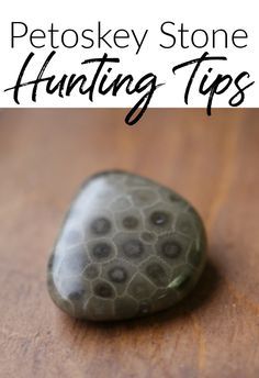 Petoskey Stone Hunting Tips -  If you visit Northern Michigan, you can’t leave without taking home a Petoskey Stone souvenir. Diy Rocks, Petosky Stone, Lake Michigan Stones, Michigan Rocks, Petoskey Michigan, Gem Hunt, Rock Identification, Birth Colors, Michigan Vacations