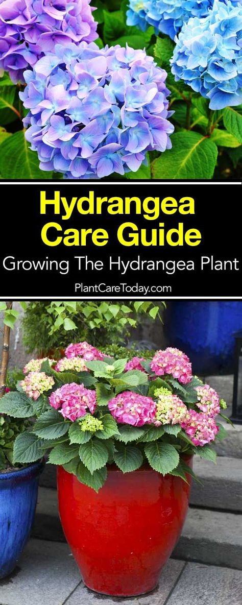 hydrangea care guide Potted Hydrangea Care, Hydrangea Plant, Hydrangea Potted, Hydrangea Landscaping, Hydrangea Care, Growing Hydrangeas, Hydrangea Garden, Planting Hydrangeas, Mid Summer