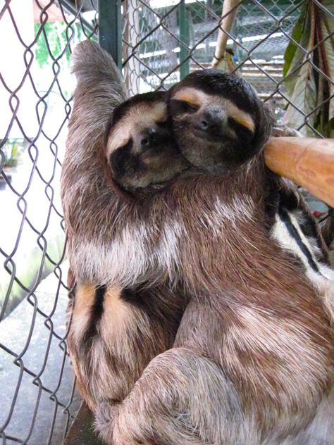 Sloth Pictures, Baby Otter, Wallpaper Animals, Tattoo Nature, Animals Tattoo, Nature Aesthetic, Sloth, Tumblr, Animals