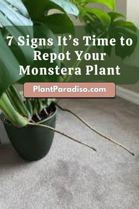 7 Signs It’s Time to Repot Your Monstera Plant Monstera Repotting, Repotting Monstera, Monstera Plant Care, Plant Care Houseplant, Root Rot, Inside Plants, Big Leaves, Monstera Plant, House Plants Indoor