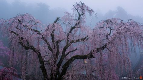 Trees In Fog, Oc Moodboard, Weeping Cherry, Beautiful Dogs Photos, Japan Prefectures, Spring Scenery, Cherry Blossom Japan, Cherry Blossom Trees, Sakura Bloom