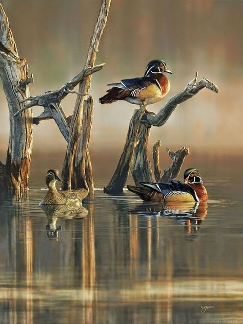 Pictures Of Landscapes Nature, Duck Hunting Photography, Hunting Wallpaper, Waterfowl Art, Paint Pumpkins, Hunting Painting, Duck Pictures, Hunting Art, Waterfowl Hunting