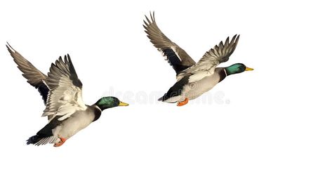 Two Flying Ducks isolated on white background. Two Mallard Ducks flying, isolate , #spon, #isolated, #Ducks, #Flying, #white, #flying #ad Painting White Background, Duck Flying, Ducks Flying, Wildlife Images, Head Stone, Flying Ducks, Flying Duck, Mallard Ducks, Duck Drawing