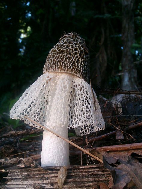 Veiled Lady Mushroom, Lady Mushroom, Pretty Mushrooms, Veiled Lady, Mushroom Costume, Mushroom Pictures, Plant Fungus, Slime Mould, Mushroom Fairy