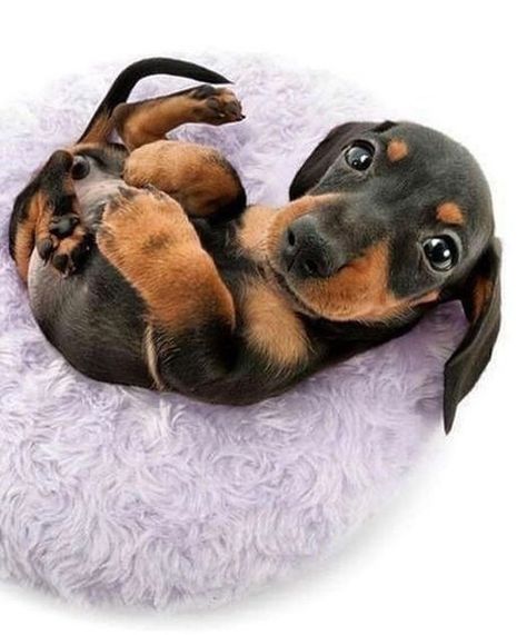 Daschund Puppies, Dream Pet, Dachshund Puppy Miniature, Funny Dachshund, Weenie Dogs, Dachshund Lovers, Dachshund Puppies, Dachshund Puppy, Dachshund Love